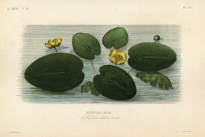 Nenuphar lutea, Nenuphar lutea, Nenuphar lutea, Nenuphar jaune de Unbekannt