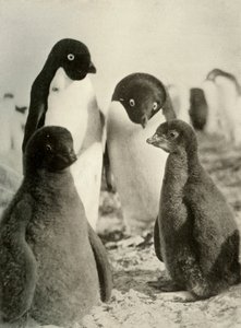 Young Adelie and Parents, c1908, 1909. de Unbekannt