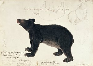 Desenho de um urso preto asiático, Ursus Tibetanus, da região central do Himalaia de Unbekannt Unbekannt