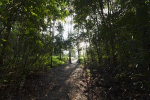 Acampamento Gotejante, Parque Nacional Tanjung Puting, Kalimantan Central, Bornéu, Indonésia de Unbekannt Unbekannt