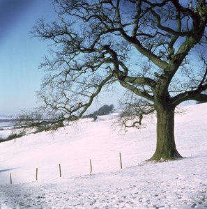 Paisagem de inverno, Hockley Downs, Essex de Unbekannt Unbekannt