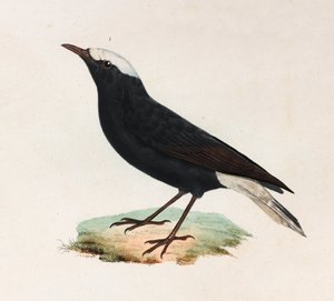 Uma ilustração a cores de um pássaro preto com cauda branca de Unbekannt