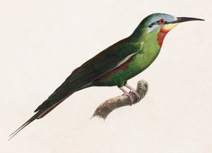 Uma ilustração a cores de uma ave verde de Unbekannt