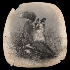 Uma raposa em agonia com a pata presa numa armadilha. Gravura em madeira de Unbekannter Künstler