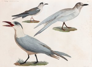 Uma série de ilustrações coloridas de aves em página inteira de Unbekannt