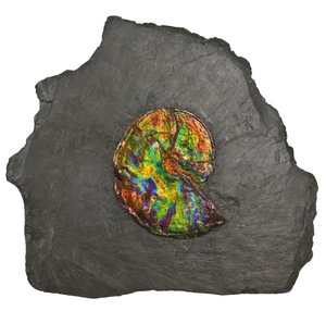 Uma grande amonita iridescente, do Canadá (fóssil) de Unbekannt