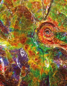 Uma grande amonita iridescente, do Canadá (fóssil) de Unbekannt