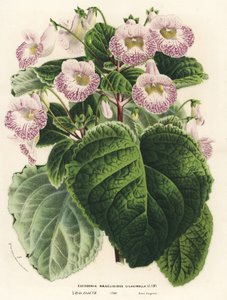 Achimenantha x naegelioides, cultivar lilás (Eucodonia naegelioides lilacinella). Litografia colorida à mão da obra de Louis van Houtte e Charles Lemaire, Flowers of the Gardens and Hothouses of Europe, Flore des Serres et des Jardins de l