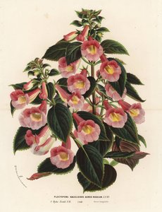 Achimenantha x naegelioides, cultivar rosa e ouro. Plectopoma naegelioides aureo-roseum. Litografia colorida à mão da obra de Louis van Houtte e Charles Lemaire, Flowers of the Gardens and Hothouses of Europe, Flore des Serres et des Jardins de l