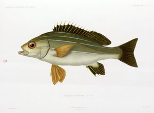 Grunhido listrado africano, Argélia de Unbekannter Künstler
