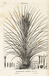 Planta de ar, Tillandsia juncea (Bonapartea juncea). Litografia colorida à mão da obra de Louis van Houtte e Charles Lemaire, Flowers of the Gardens and Hothouses of Europe, Flore des Serres et des Jardins de l