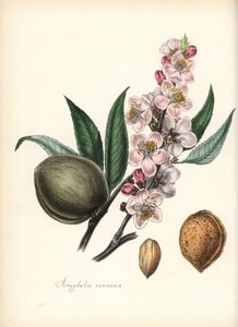 Amêndoa - Amêndoa comum, Prunus amygdalus (Amygdala communis), com flor, folha, fruto e semente (noz). Zincografia colorida à mão de Chabots, desenhada por Miss M. A. Burnett a partir da sua "Plantae Utiliores: or Illustrations of Useful Plants", Whittaker de Unbekannter Künstler
