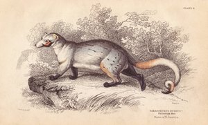 Paradoxo americano, Paradoxurus dubius. De um espécime do Museu de Filadélfia. Gravura em metal aço colorida à mão por Lizars a partir de uma ilustração de Charles Hamilton Smith da Naturalist