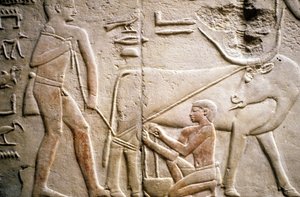 Antigo Egito: Saqqarah (ou Saqqara ou Sakkarah): necrópole do Antigo Império, túmulo de nobre. Detalhe dos relevos representando a ordenha de um búfalo.