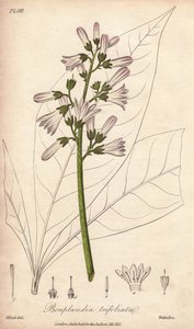 Árvore de Angostura, Angostura trifoliata de Unbekannter Künstler