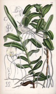 Angraecum germinyanum, orquídea branca de Madagascar. Nomeado em homenagem ao Conde Adrien de Germiny, França. Desenho de Matilda Smith (1854-1926), Litografia de J.N. Fitch em Curtis Botanical Magazine, de Joseph Dalton Hooker, publicado em Londres, Ingla de Unbekannter Künstler