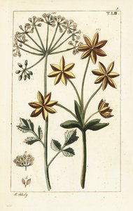 Anis ou anis, Pimpinella anisum. de Unbekannter Künstler