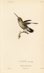 Colibri de Anna, Calypte anna (Ornismya anna), juvenil. Gravura em metal aço colorida à mão por Coutant a partir de uma ilustração de Jean-Gabriel Pretre da História Natural do Género Colibri de Colibris de René Primevere Lesson. de Unbekannter Künstler