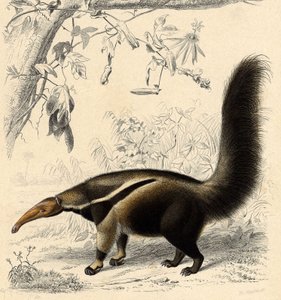 Formiga Tamanor (Myrmecophaga jubata) de Unbekannter Künstler
