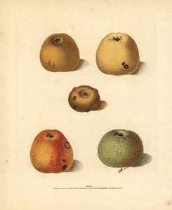Variedades de maçã, Malus domestica: Franklin