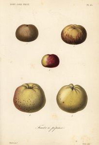 Variedades de maçãs, Malus pumila de Unbekannt