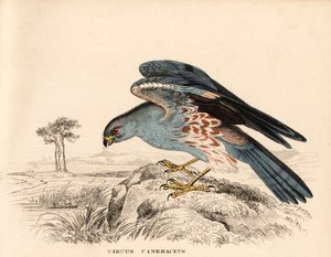 Tartaranhão-caçador, Circus cineraceus. Gravura em metal aço colorida à mão da Galeria de História Natural de Georg Friedrich Treitschke, Naturhistorischer Bildersaal des Thierreiches, Liepzig de Unbekannter Künstler
