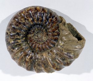 Asteroceras obtusum (Ammonite) encontrada em Lyme Regis, Dorset, Período Jurássico Inferior (foto) de Unbekannt