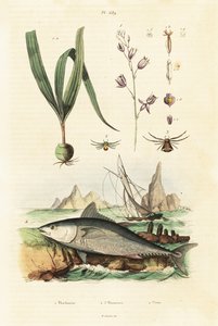 Atum rabilho do Atlântico e orquídea belitia. de Unbekannter Künstler