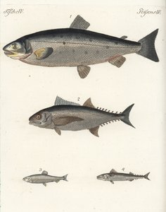 Salmão-do-Atlântico, Salmo salar 1, atum, Thunnus species 2, arenque-do-Atlântico, Clupea harengus 3, e cavala-do-Atlântico, Scomber scombrus 4. Gravura em chapa de cobre colorida à mão do Bilderbuch fur Kinder (Livro de imagens para crianças) de Friedrich de Unbekannter Künstler