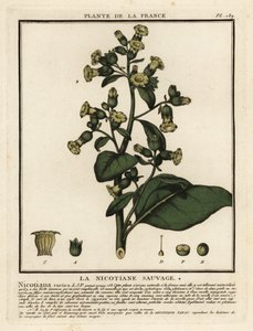 Tabaco asteca, Nicotiana rustica. de Unbekannter Künstler