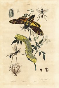Líquen de bola, Sphaerophorus globulus 1, crustáceo Dynamene 2, vespas escavadoras, espécies Sphex 3,4, e gavião africano, Acherontia atropos, e caterplillar 5 de Unbekannt