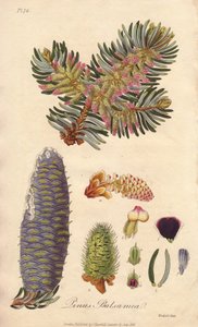 Abeto balsâmico (Abies balsamea) - Água forte de William Clarke para ilustrar "Medical Botanical, Description of the Medicinal Plants of London, Edinburgh and Dublin" de John Stephenson e James Morss Churchill, publicado em Londres por John Churchill em 18 de Unbekannter Künstler