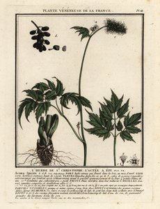 Baneberry, Actaea spicata. de Unbekannter Künstler