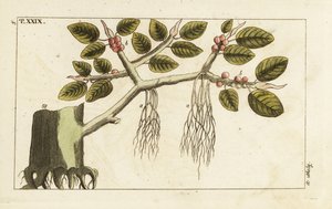 Figueira Banyan com raízes aéreas, Ficus benghalensis. de Unbekannter Künstler