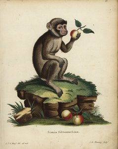 Macaco da Barbária ou macaco, Macaca sylvanus. Ameaçada de extinção. Simia silvanus Linn. Gravura em chapa de cobre colorida à mão por C.D. Henning, após uma ilustração tirada da natureza por C. J. G. Reuss das Animal Illustrations after Nature de Johann C de Unbekannter Künstler