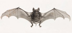 Morcegos no Egito de Unbekannt