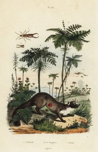 Marta de faia, Martes foina 7, bicha-cadela, Forficula auricularia 1,2, e variedades de samambaia, espécies Filices 3-6 de Unbekannt