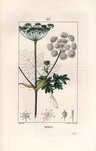 Berce ou charavie - Gravura de Lambert fils, a partir de um desenho de Pierre Jean Francois Turpin (1775-1840), de La flore medicale, de Chaumeton, Poiret et Chamberet, Paris 1830 - Erva-dos-prados ou pastinaca, Heracleum sphondylium - Gravura de Lambert J de Unbekannter Künstler