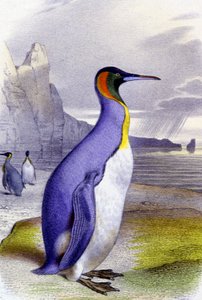 Grande Pinguim, c.1850 (litografia) de Unbekannter Künstler