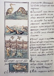 Caça às aves do lago, página do Códice Florentino, versão bilíngue em espanhol e Nahuatl, História Geral das Coisas da Nova Espanha, do missionário espanhol Fray Bernardino de Sahagun (1499-1590). A civilização asteca de Benjamin Baud
