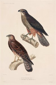 Aves de rapina de Unbekannter Künstler