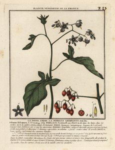 Solanum dulcamara agridoce. de Unbekannter Künstler