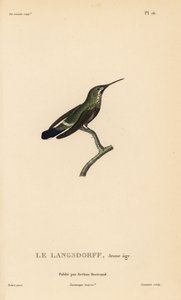 Discosura langsdorffi (Ornismya langsdorfii). Imaturo. Gravura em metal aço colorida à mão por Coutant a partir de uma ilustração de Jean-Gabriel Pretre da História Natural do Género Colibri de Colibri, de René Primevere Lesson. de Unbekannter Künstler
