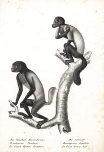 Uakari de cabeça preta, Cacajao melanocephalus ouakary (Brachyurus ouakari) e saki barbudo de dorso castanho, Chiropotes israelita (Brachyurus israelita). Litografia de Karl Joseph Brodtmann da "História Natural Ilustrada dos Animais" de Heinrich Rudolf Sc de Unbekannter Künstler