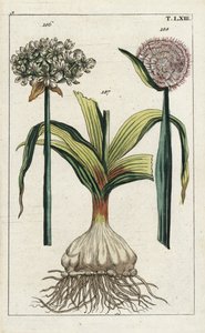 Alho negro (alho preto), Allium nigrum 186, e cebola, Allium cepa, bolbo 187 e flor 188. Gravura em chapa de cobre colorida à mão de uma ilustração botânica da obra "Unterhaltungen aus der Naturgeschichte" (Enciclopédia de História Natural) de G. T. Wilhel de Unbekannter Künstler