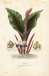 Blackhorm, Kaempferia rotunda, Zedoaire de Unbekannt