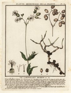 Campion da bexiga, Silene vulgaris. de Unbekannter Künstler