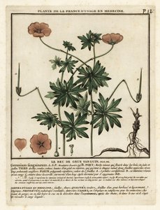 Maldito bico de garça, Geranium sanguineum. de Unbekannter Künstler