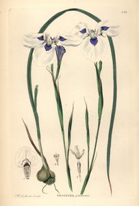Uintjie de olhos azuis ou Blouooguintjie, Moraea aristata (Ocellate viesseuxia, Vieusseuxia glaucopis). Placa de cobre colorida à mão, desenhada e gravada por Frederick W. Smith a partir de John Lindley and Robert Sweet