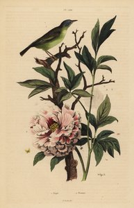 Fantail de cabeça azul, Rhipidura cyaniceps 1 e peônia, Paeonia suffruticosa 2 de Unbekannt
